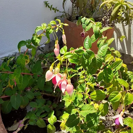 Lejlighed Casa Belo Horizonte