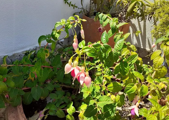 Apartamento Casa Belo Horizonte